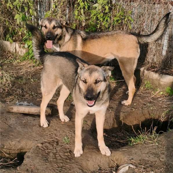 Срочно ищем дом для двух собачек в Москве фото 10