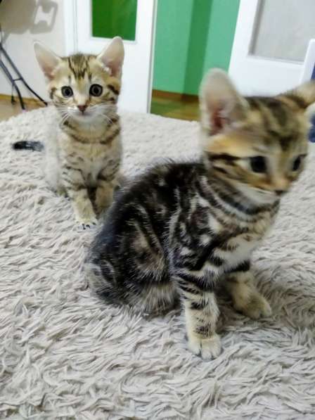 Продам котят Бенгалы в фото 8