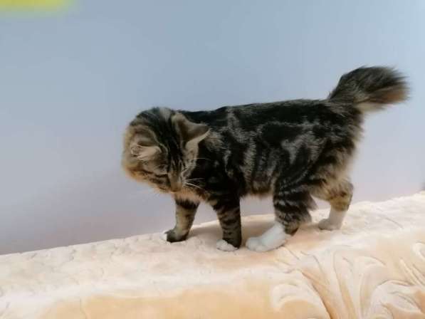 Продажа котят породы Курильский бобтейл в Саранске фото 11