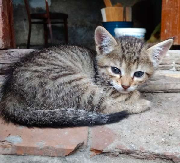 Котенок в дар в Липецке фото 3