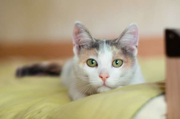 Ищет свою семью и дом котенок Изюминка в Москве фото 5