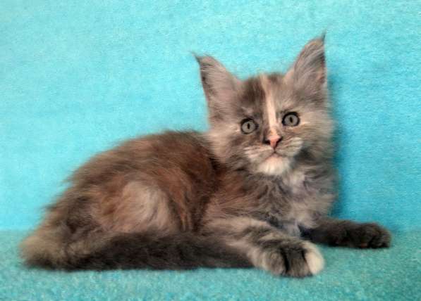 Апельсинки к Новому Году в Рязани фото 70