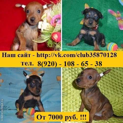 Щеночки карликового пинчера разные окрасики в Владимире