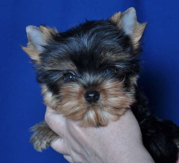 Щенки Йоркширского о терьера. Мини мальчик в Москве фото 9