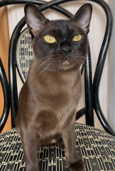 Бурманская девочка в Санкт-Петербурге фото 7