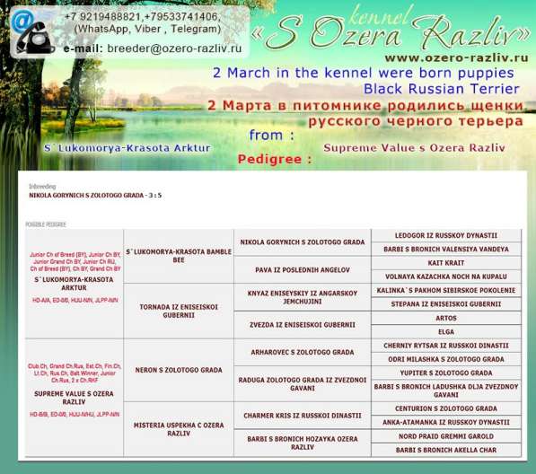 Щенки Русского черного терьера в Санкт-Петербурге фото 10