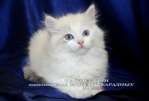 Невский Маскарадный котенок в Москве