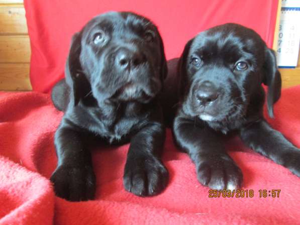 Малыши Корсики 3 мес в Москве фото 34