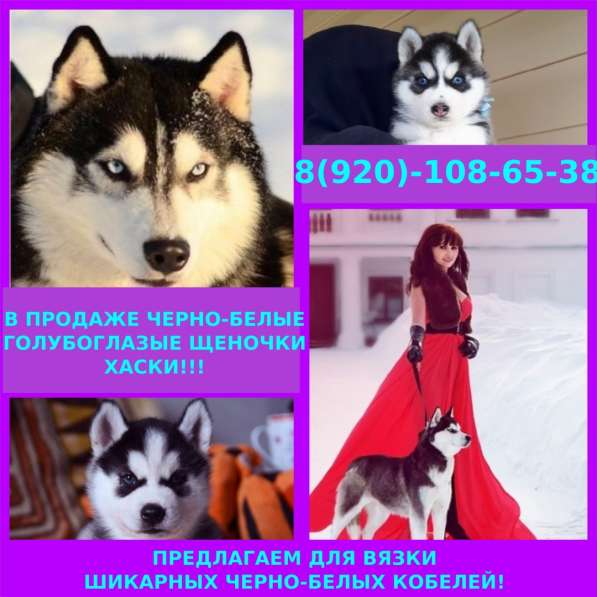 Малыши хаски в Сергиевом Посаде