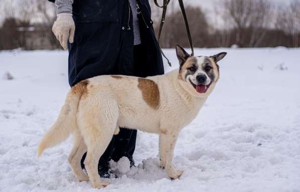 Миниатюрная собака из приюта в добрые руки в Москве фото 6