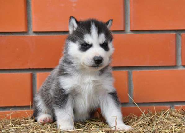 Две высокопородные девочки Хаски от Чемпионов! в Тюмени фото 22