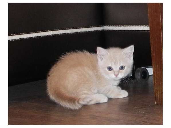 Котята в добрые руки в Туле фото 15