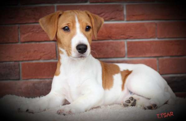 Щенки Джек Рассел терьер в Дмитрове фото 14