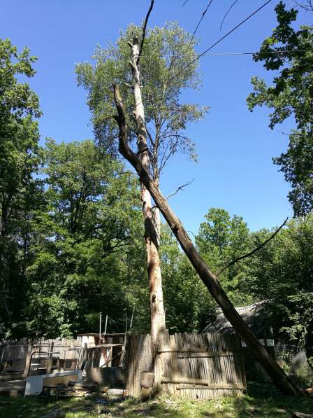 Аварийное удаление деревьев в Калуге