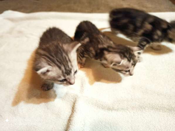 Котята породы Сококе +- три недели, мальчик и две девочки. Б в Подольске фото 8