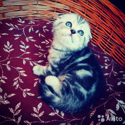 Котята вислоухие и прямоухие в Иванове фото 14