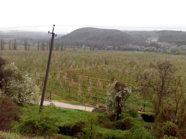 Продам яблоневый сад на земельном участке 1,8 гектар в Бахчисарае фото 3