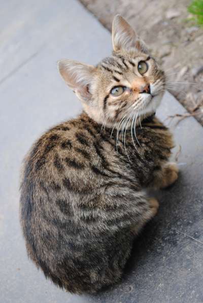 Продам бенгальского котенка в Кемерове фото 4