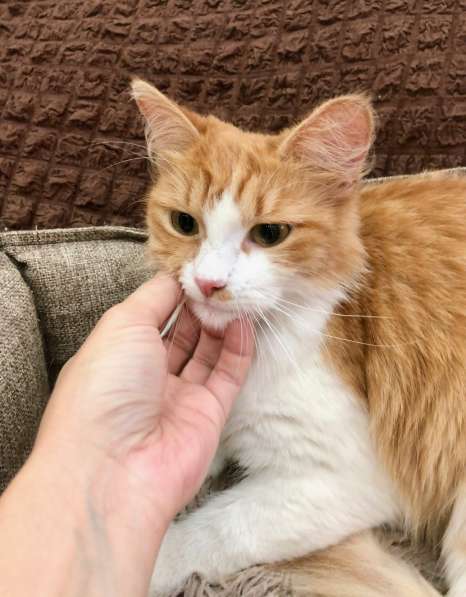 Рыжая кошка Лисан в добрые руки в Москве фото 10