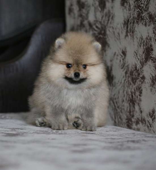 Щенки померанского шпица в Ярославле фото 13