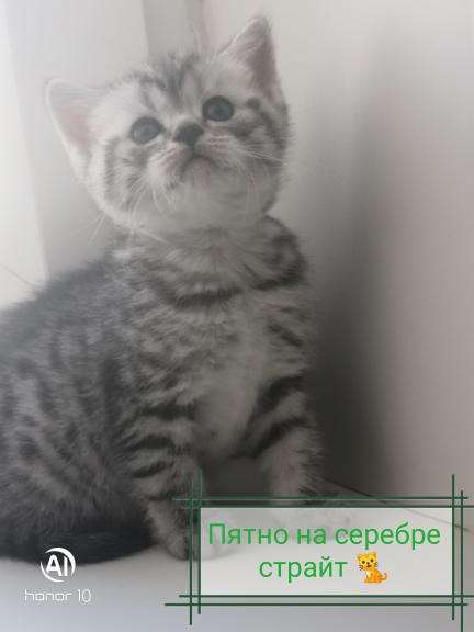 Шотландские котята продажа в Москве фото 3