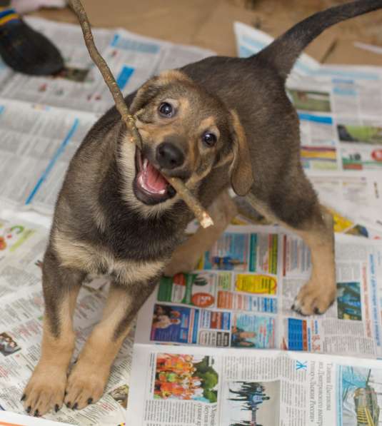 Великолепная Четверка в дар в Москве фото 19