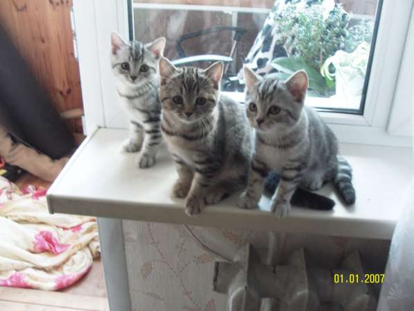 Продаются породистые короткошерстные британские котята в фото 10