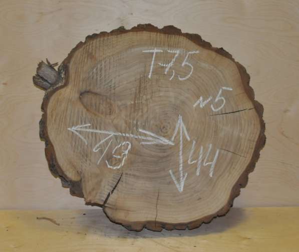 Поперечные спилы карагач в Москве фото 7