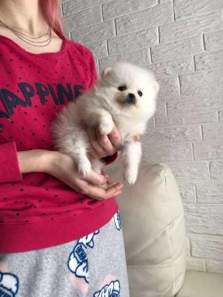 Щенки Шпица в Саратове фото 19