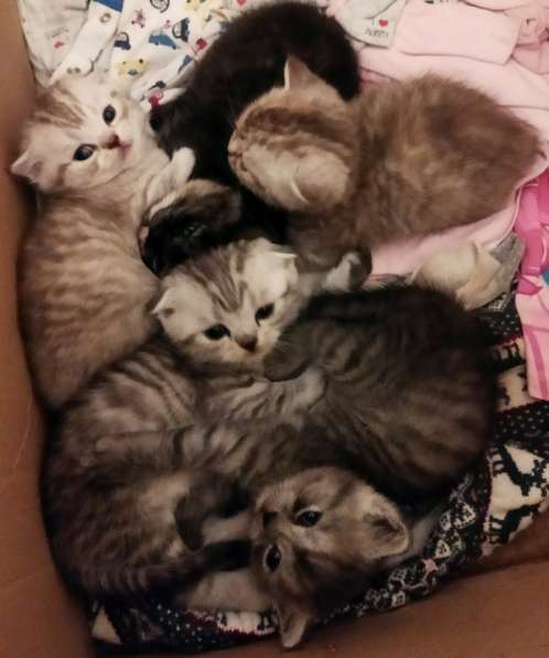 Продам двух шотландских вислоухих котят. Родословнач в фото 4