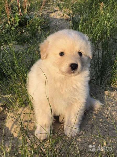 Очаровательные крошки, домашние щенки в дар в Москве фото 4