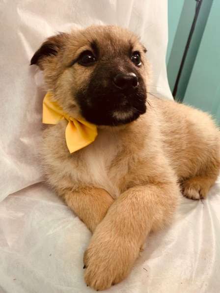 Лисички-сестрички! Рыженькие девочки ищут свои семьи! в Москве фото 14