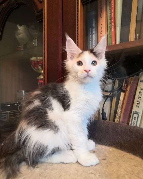 Мейн кун котенок в Москве фото 5