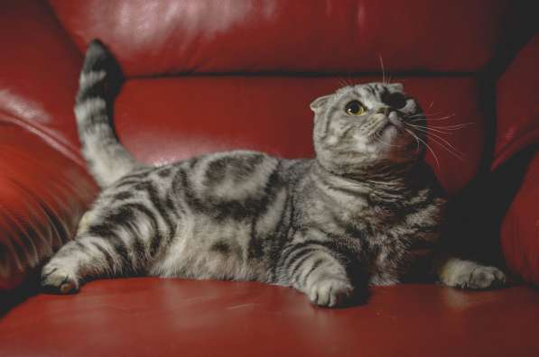 Роскошные котята scottish fold с родословной в Саратове фото 3