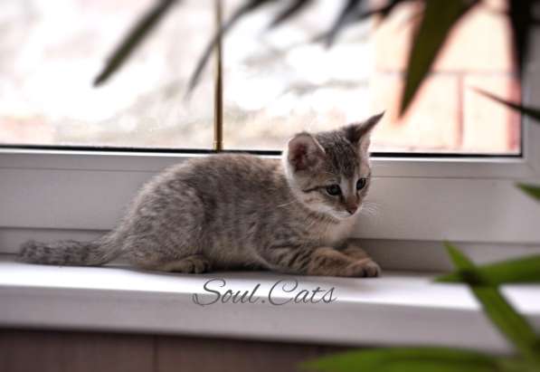 Чаузи F1 питомника Soul. Cats! в Москве фото 14