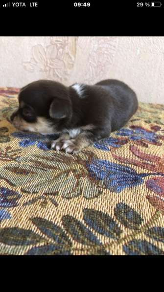 Чихуахуа породистые в Москве