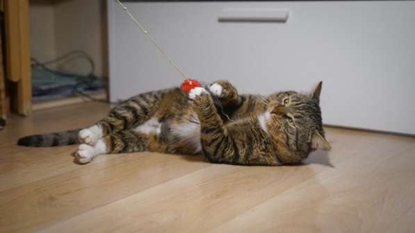 Вальяжный Боб в Москве фото 37