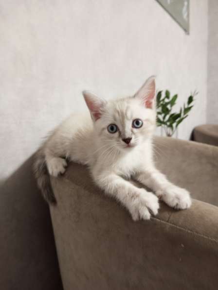 Котята-1, 2 месяца в добрые руки в Йошкар-Оле фото 4