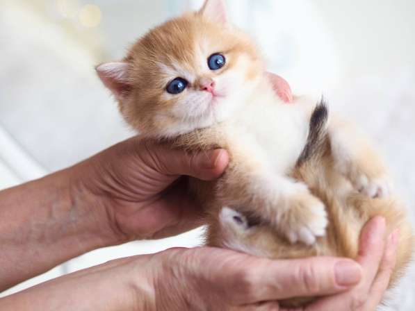 Британский котенок в Москве фото 10