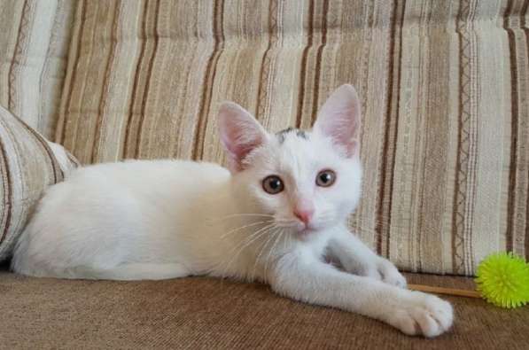 Котенок в добрые руки. Маленький Мейсон в Москве фото 17