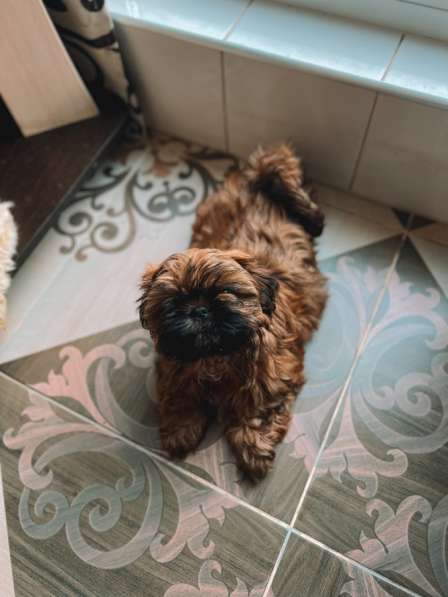 Малыш ши-тцу в Москве фото 5