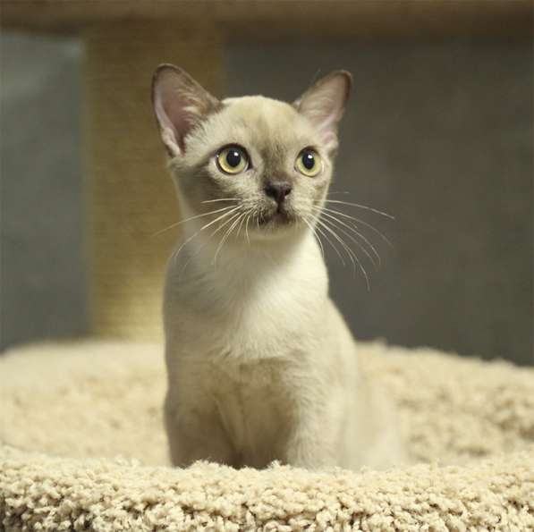 Котята традиционной американской бурмы в Москве фото 8