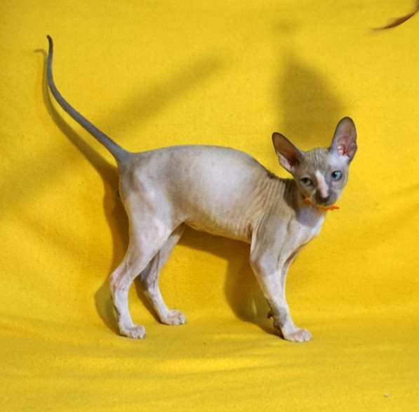 Корнишатки в Москве фото 4