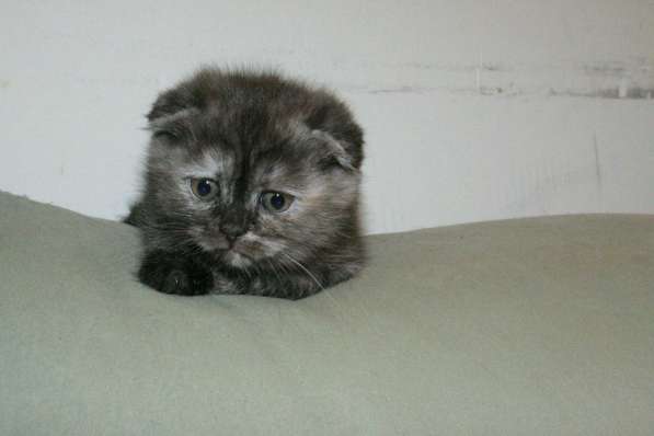 Шотландская вислоухая Скоттиш фолд в Москве фото 3