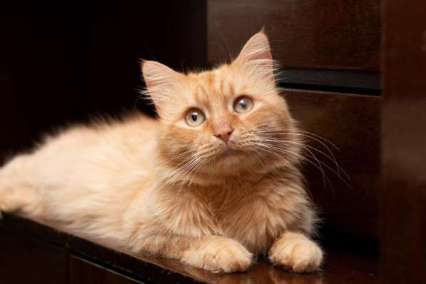 Рыжий кот в добрые руки. Ричард - котячье сердце в Москве