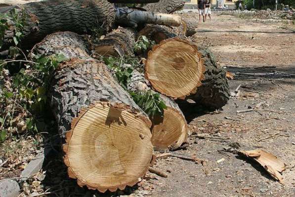 Удаление деревьев в Ногинске