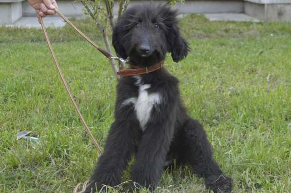 Молодой кобель афганской борзой в Чите фото 16