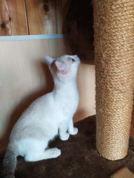 Лира - котенок метис тайской породы ищет дом в Москве фото 4