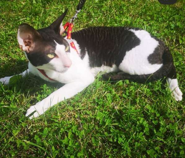 Кот для вязки в Москве