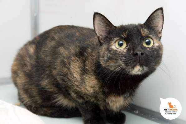 Скоро ли Терра встретит своего человека в Москве